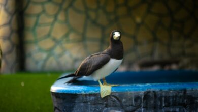 Famílias visitam o Aquário Paraíba e observam pinguins, peixes e outras espécies durante passeio na Praia do Seixas, em João Pessoa.