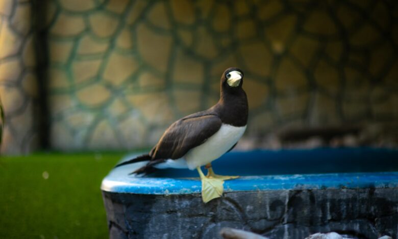 Famílias visitam o Aquário Paraíba e observam pinguins, peixes e outras espécies durante passeio na Praia do Seixas, em João Pessoa.