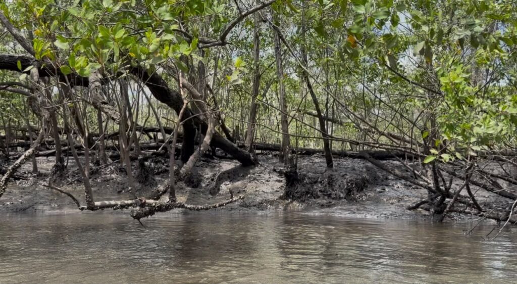 Ilha do Aritingui estrutura turismo de base comunitária e abre experiências aos visitantes Ana Célia Macêdo Minuto Turismo