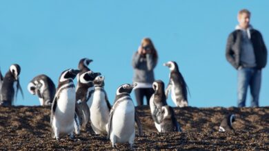 Pinguins-de-Magalhães durante a temporada na Península Valdés, na Patagônia Argentina