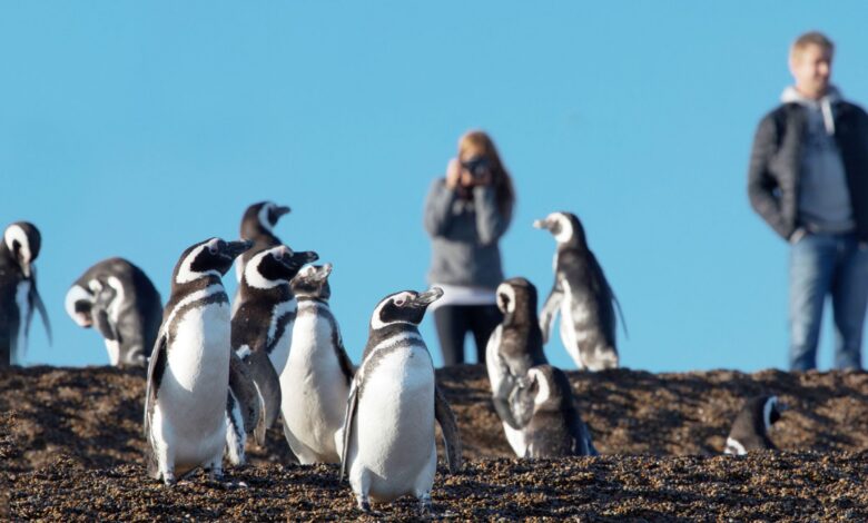 Pinguins-de-Magalhães durante a temporada na Península Valdés, na Patagônia Argentina